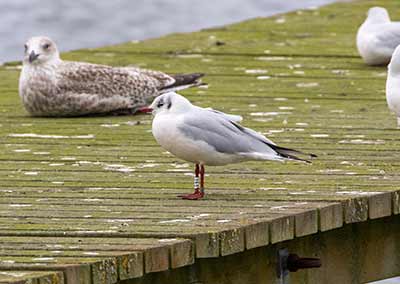 Black-headed Gull (Chroicocephalus ridibundus) [Søstjernen (Amager Strand), Denmark]
