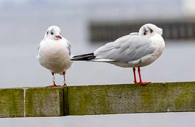 Black-headed Gull (Chroicocephalus ridibundus) [Søstjernen (Amager Strand), Denmark]