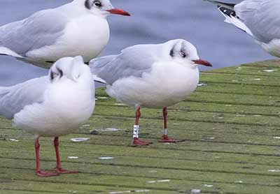 Black-headed Gull (Chroicocephalus ridibundus) [Søstjernen (Amager Strand), Denmark]