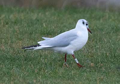 Black-headed Gull (Chroicocephalus ridibundus) [Amager Strandpark, Denmark]