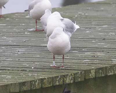 Black-headed Gull (Chroicocephalus ridibundus) [Søstjernen (Amager Strand), Denmark]