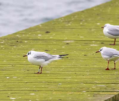 Black-headed Gull (Chroicocephalus ridibundus) [Søstjernen (Amager Strand), Denmark]