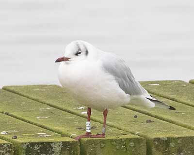 Black-headed Gull (Chroicocephalus ridibundus) [Søstjernen (Amager Strand), Denmark]
