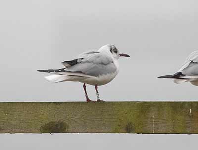 Black-headed Gull (Chroicocephalus ridibundus) [Søstjernen (Amager Strand), Denmark]