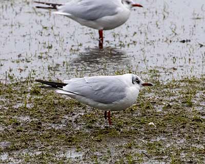 Black-headed Gull (Chroicocephalus ridibundus) [Amager Strandpark, Denmark]
