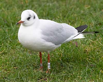Black-headed Gull (Chroicocephalus ridibundus) [Islands Brygge (Amager), Denmark]