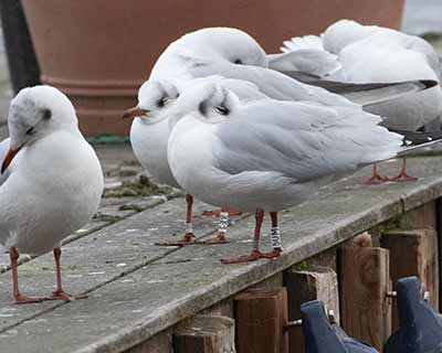 Black-headed Gull (Chroicocephalus ridibundus) [Søerne (København), Denmark]