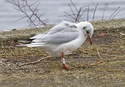Black-headed Gull (Chroicocephalus ridibundus) [Christianshavns vold og voldgrav, Denmark]