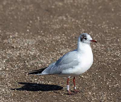 Black-headed Gull (Chroicocephalus ridibundus) [Christianshavns vold og voldgrav, Denmark]
