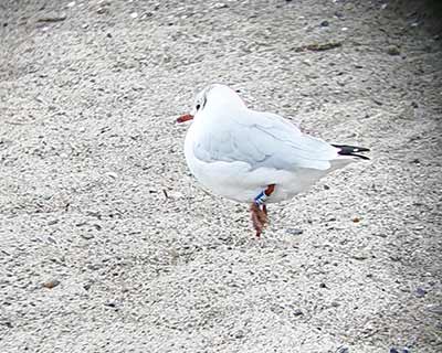 Black-headed Gull (Chroicocephalus ridibundus) [Amager Strandpark, Denmark]