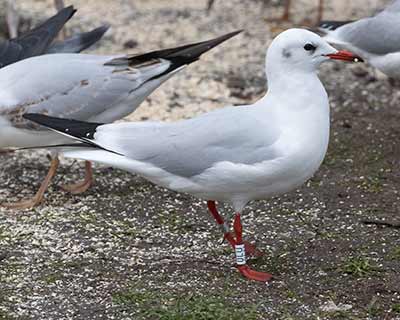 Black-headed Gull (Chroicocephalus ridibundus) [Søerne (København), Denmark]