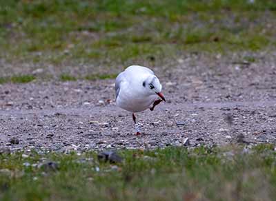 Black-headed Gull (Chroicocephalus ridibundus) [Brøndby Strand, Denmark]