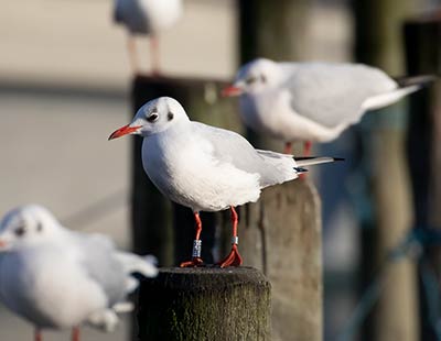 Black-headed Gull (Chroicocephalus ridibundus) [Dragør, Denmark]