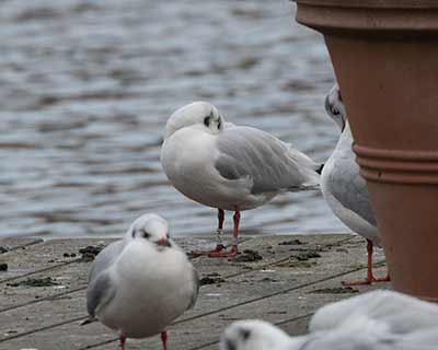 Black-headed Gull (Chroicocephalus ridibundus) [Søerne (København), Denmark]