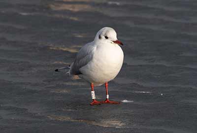 Black-headed Gull (Chroicocephalus ridibundus) [Dragør, Denmark]