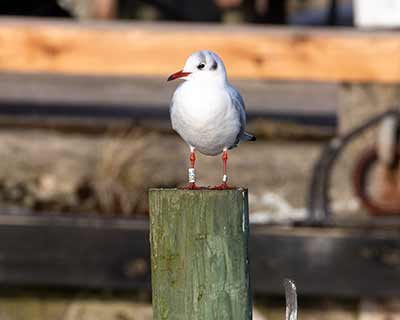Black-headed Gull (Chroicocephalus ridibundus) [Dragør, Denmark]
