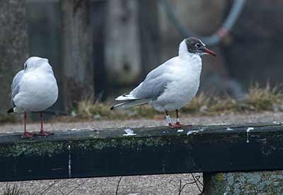 Black-headed Gull (Chroicocephalus ridibundus) [Dragør, Denmark]