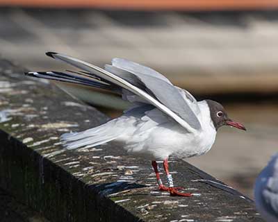 Black-headed Gull (Chroicocephalus ridibundus) [Dragør, Denmark]