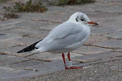 Black-headed Gull (Chroicocephalus ridibundus) [Dragør, Denmark]