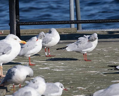 Black-headed Gull (Chroicocephalus ridibundus) [Dragør, Denmark]