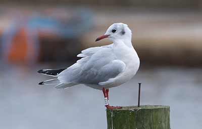 Black-headed Gull (Chroicocephalus ridibundus) [Dragør, Denmark]