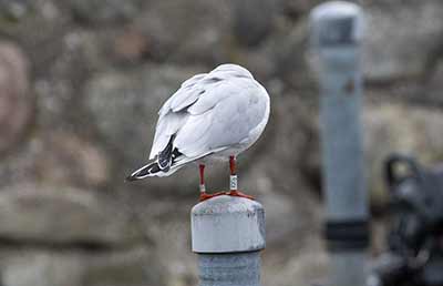 Black-headed Gull (Chroicocephalus ridibundus) [Dragør, Denmark]