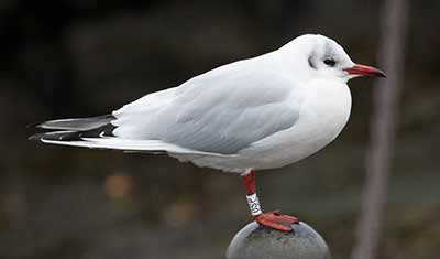 Black-headed Gull (Chroicocephalus ridibundus) [Dragør, Denmark]
