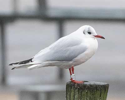 Black-headed Gull (Chroicocephalus ridibundus) [Dragør, Denmark]