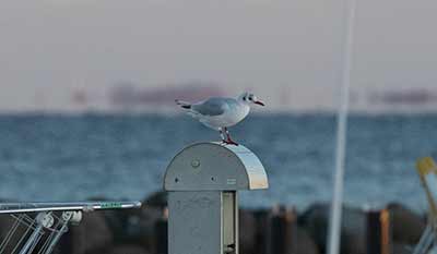 Black-headed Gull (Chroicocephalus ridibundus) [Dragør, Denmark]