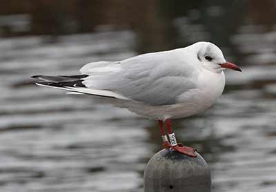 Black-headed Gull (Chroicocephalus ridibundus) [Dragør, Denmark]