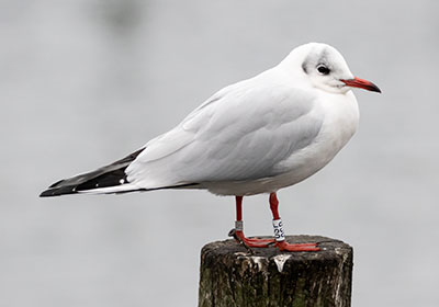 Black-headed Gull (Chroicocephalus ridibundus) [Dragør, Denmark]