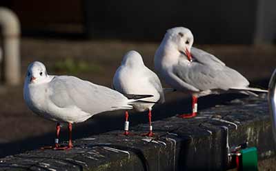 Black-headed Gull (Chroicocephalus ridibundus) [Dragør, Denmark]