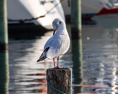 Black-headed Gull (Chroicocephalus ridibundus) [Dragør, Denmark]