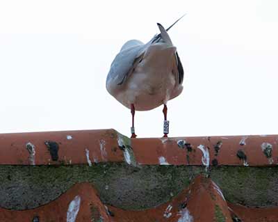 Black-headed Gull (Chroicocephalus ridibundus) [Dragør, Denmark]