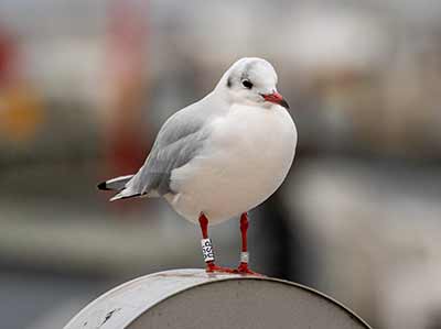 Black-headed Gull (Chroicocephalus ridibundus) [Dragør, Denmark]
