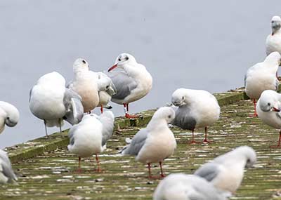 Black-headed Gull (Chroicocephalus ridibundus) [Dragør, Denmark]