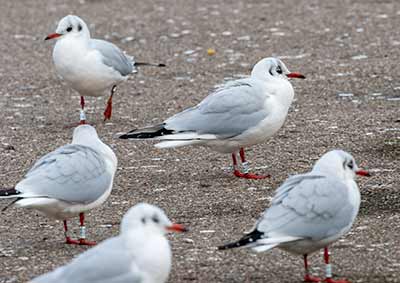 Black-headed Gull (Chroicocephalus ridibundus) [Dragør, Denmark]
