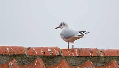 Black-headed Gull (Chroicocephalus ridibundus) [Dragør, Denmark]