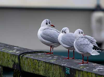 Black-headed Gull (Chroicocephalus ridibundus) [Dragør, Denmark]