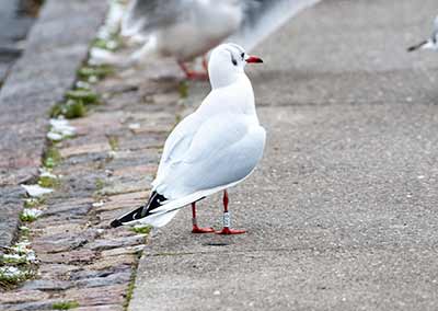 Black-headed Gull (Chroicocephalus ridibundus) [Dragør, Denmark]