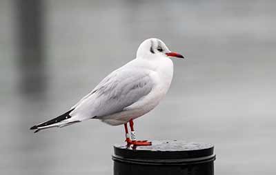 Black-headed Gull (Chroicocephalus ridibundus) [Dragør, Denmark]
