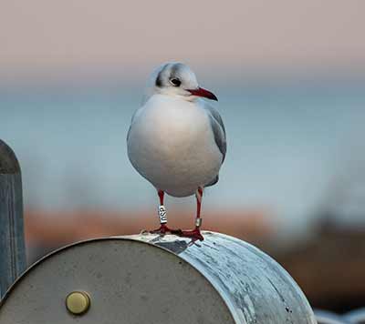 Black-headed Gull (Chroicocephalus ridibundus) [Dragør, Denmark]