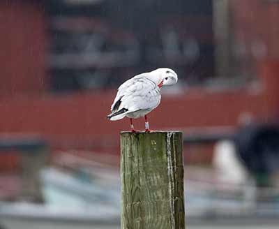 Black-headed Gull (Chroicocephalus ridibundus) [Dragør, Denmark]