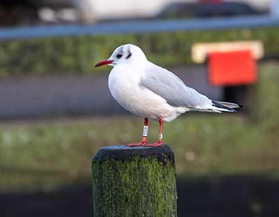 Black-headed Gull (Chroicocephalus ridibundus) [Dragør, Denmark]