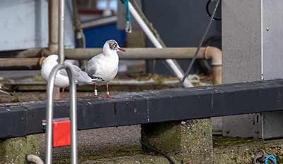 Black-headed Gull