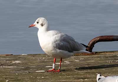 Black-headed Gull (Chroicocephalus ridibundus) [Dragør, Denmark]