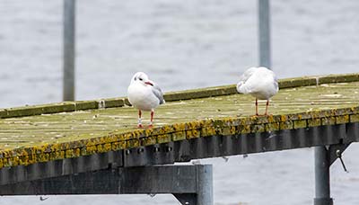 Black-headed Gull (Chroicocephalus ridibundus) [Dragør, Denmark]