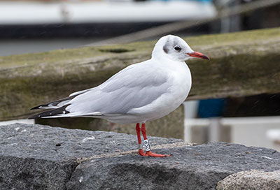 Black-headed Gull (Chroicocephalus ridibundus) [Dragør, Denmark]