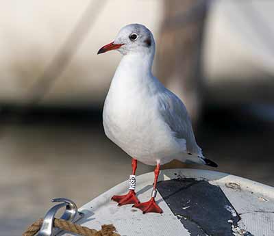 Black-headed Gull (Chroicocephalus ridibundus) [Dragør, Denmark]