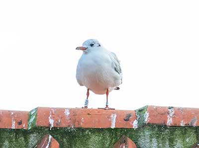 Black-headed Gull (Chroicocephalus ridibundus) [Dragør, Denmark]